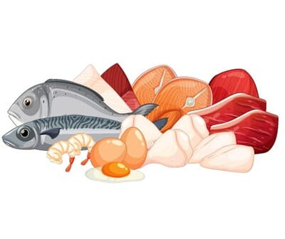 Sources de protéines animales en nutrition.