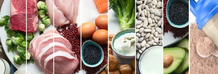 Rôle, sources et apports des protéines en en nutrition sportive.